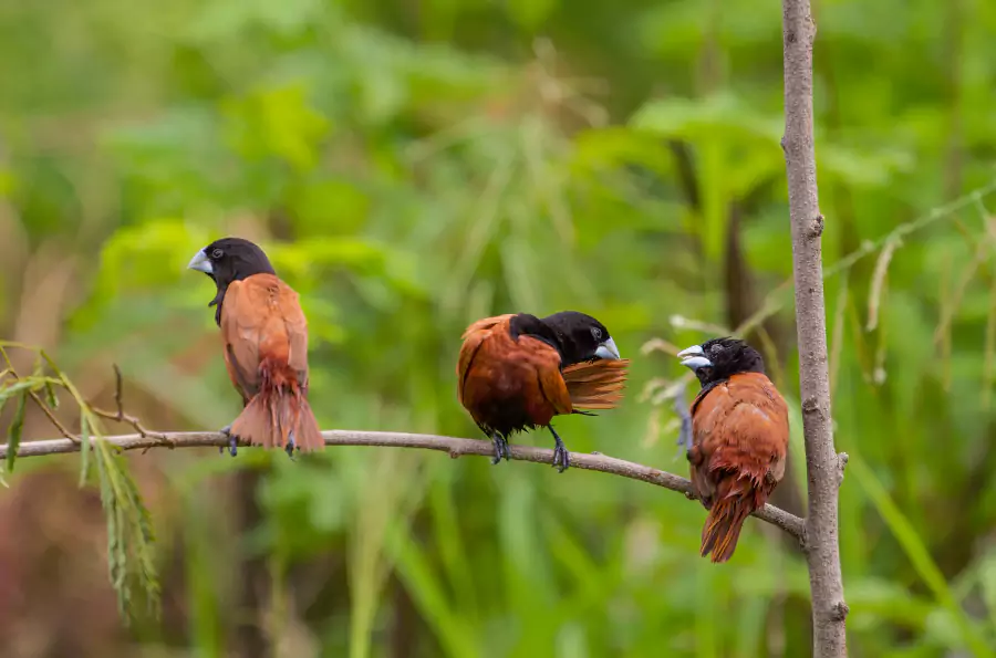 bird watching Guhagar beach Konkan