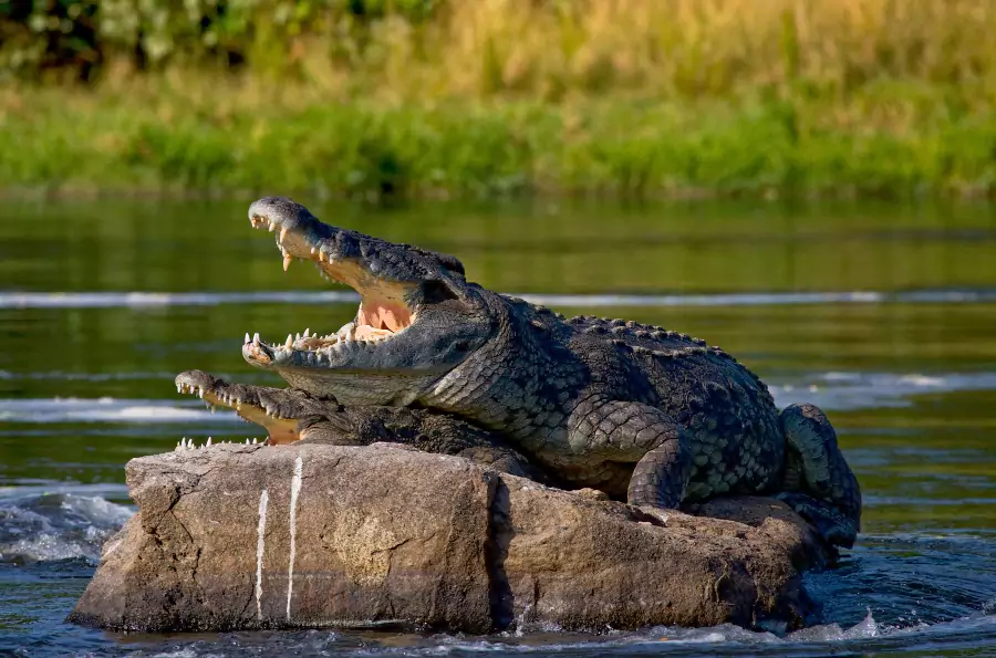 Guhagar wildlife safari