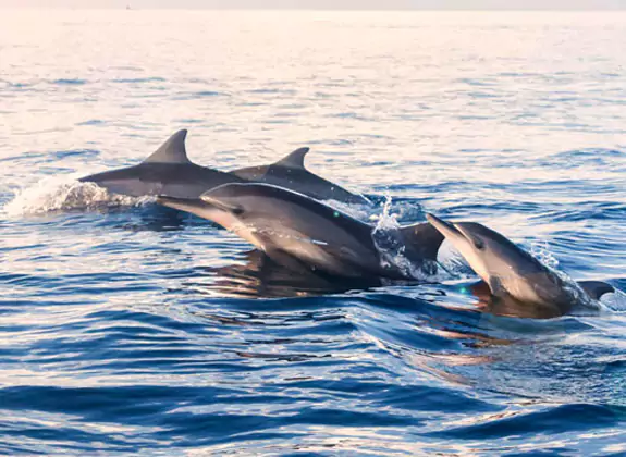dolphin watching Guhagar Konkan