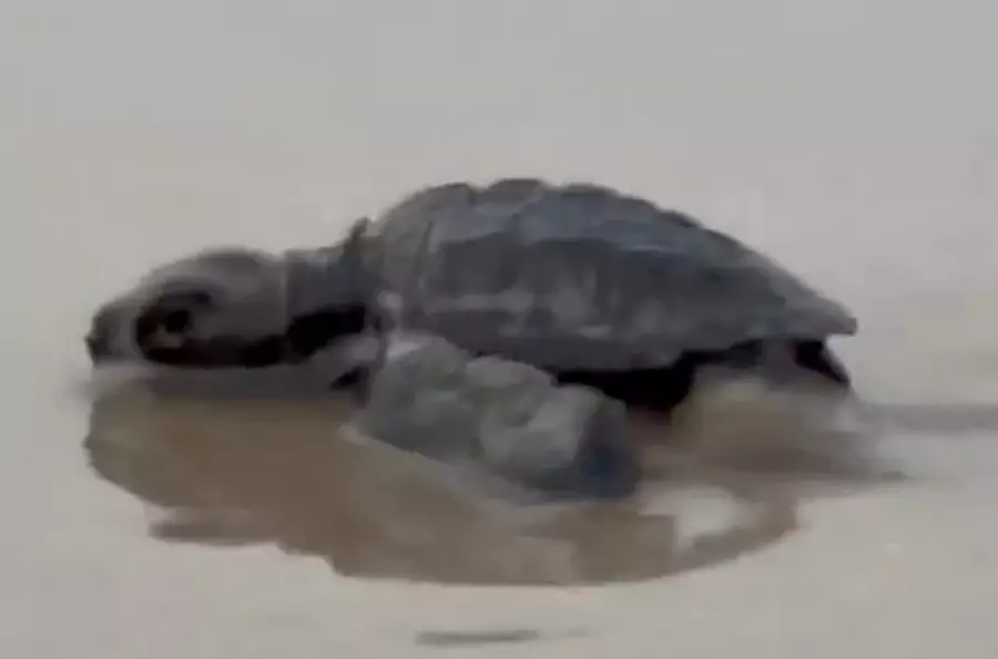 turtle-hatching-at-guhagar-kokan