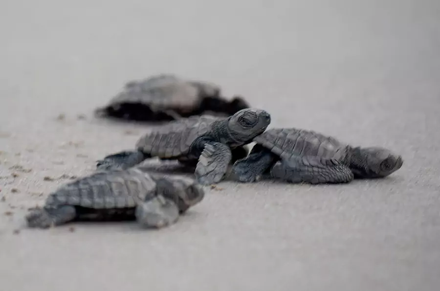 turtle-hatching-at-guhagar
