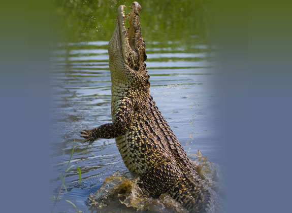 crocodile-watching