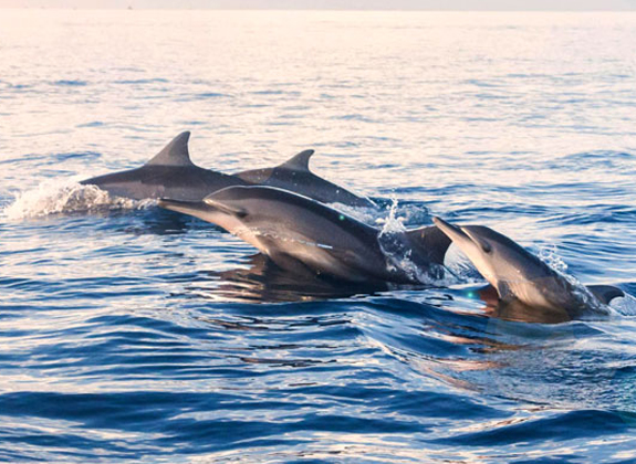Dolphin Watching