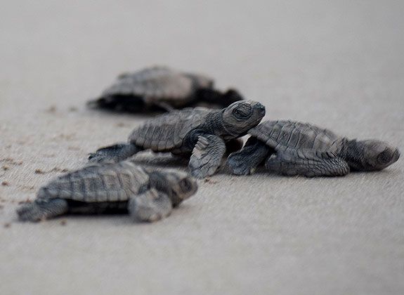 Turtle Hatching