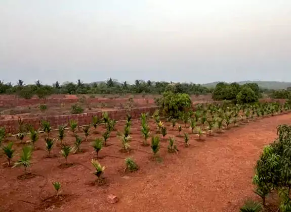 mango-heritage